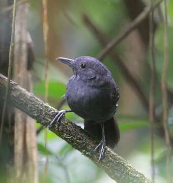 Image of Spot-winged Antbird