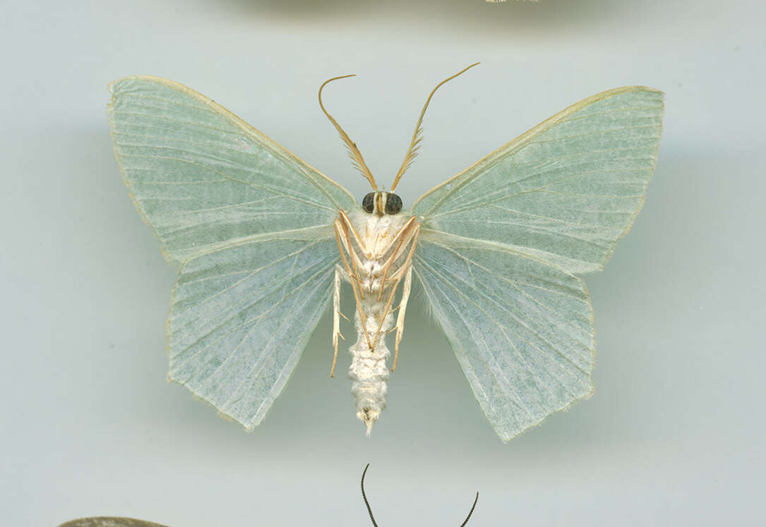 Image of Thalassodes immissaria Walker 1861