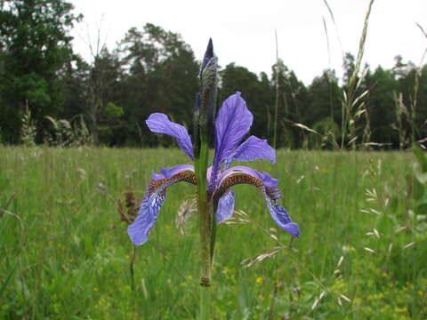 Image of German Iris