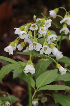 Image of Cardamine waldsteinii Dyer