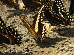 Image of Ornythion Swallowtail