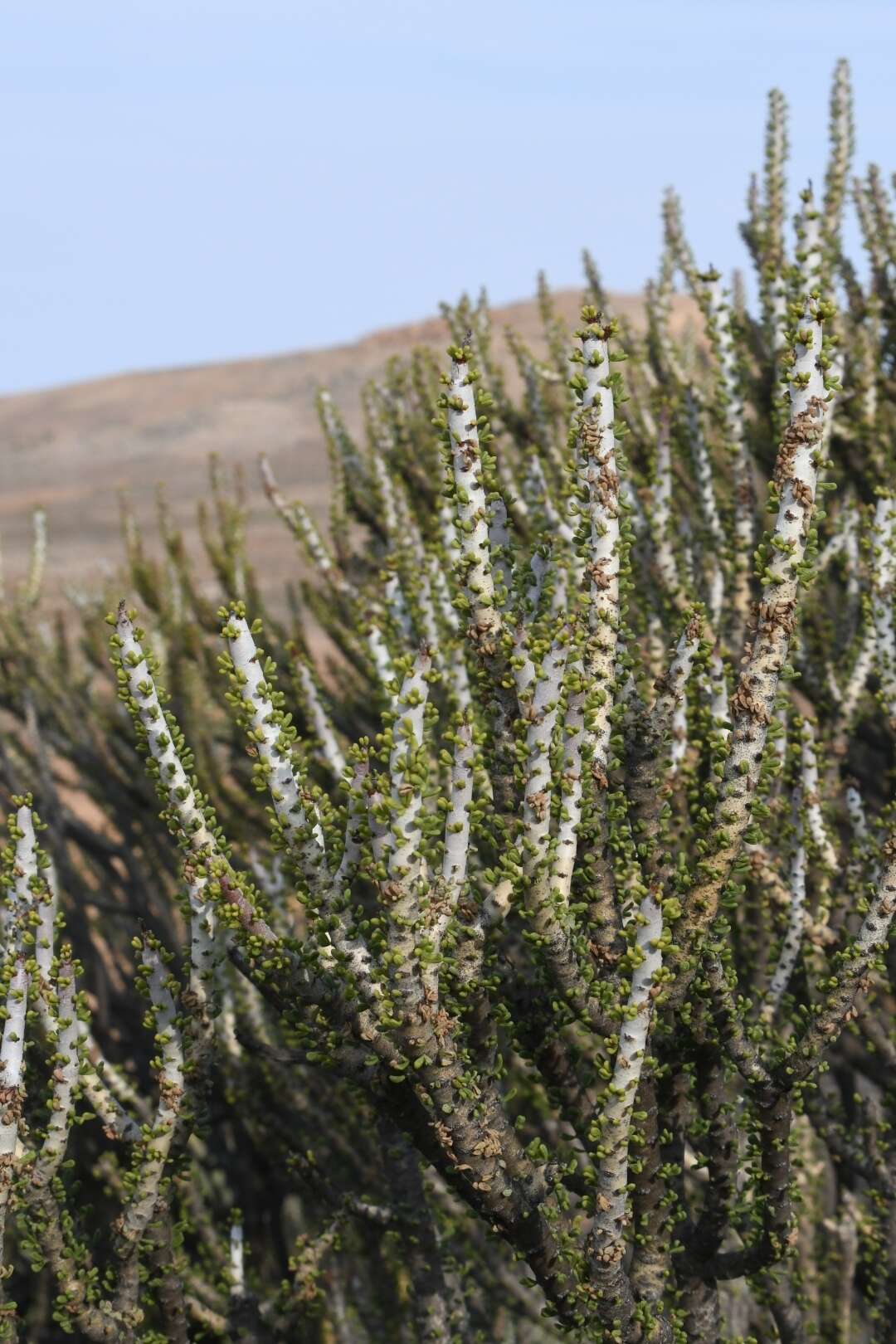 Image of Portulacaria namaquensis Sond.