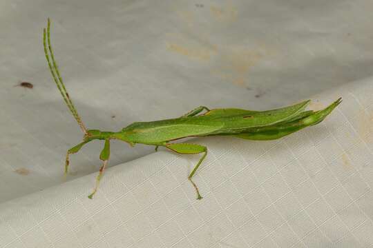 Image of Phyllium (Phyllium) cummingi Seow-Choen 2017