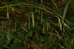 صورة Carex sylvatica subsp. sylvatica