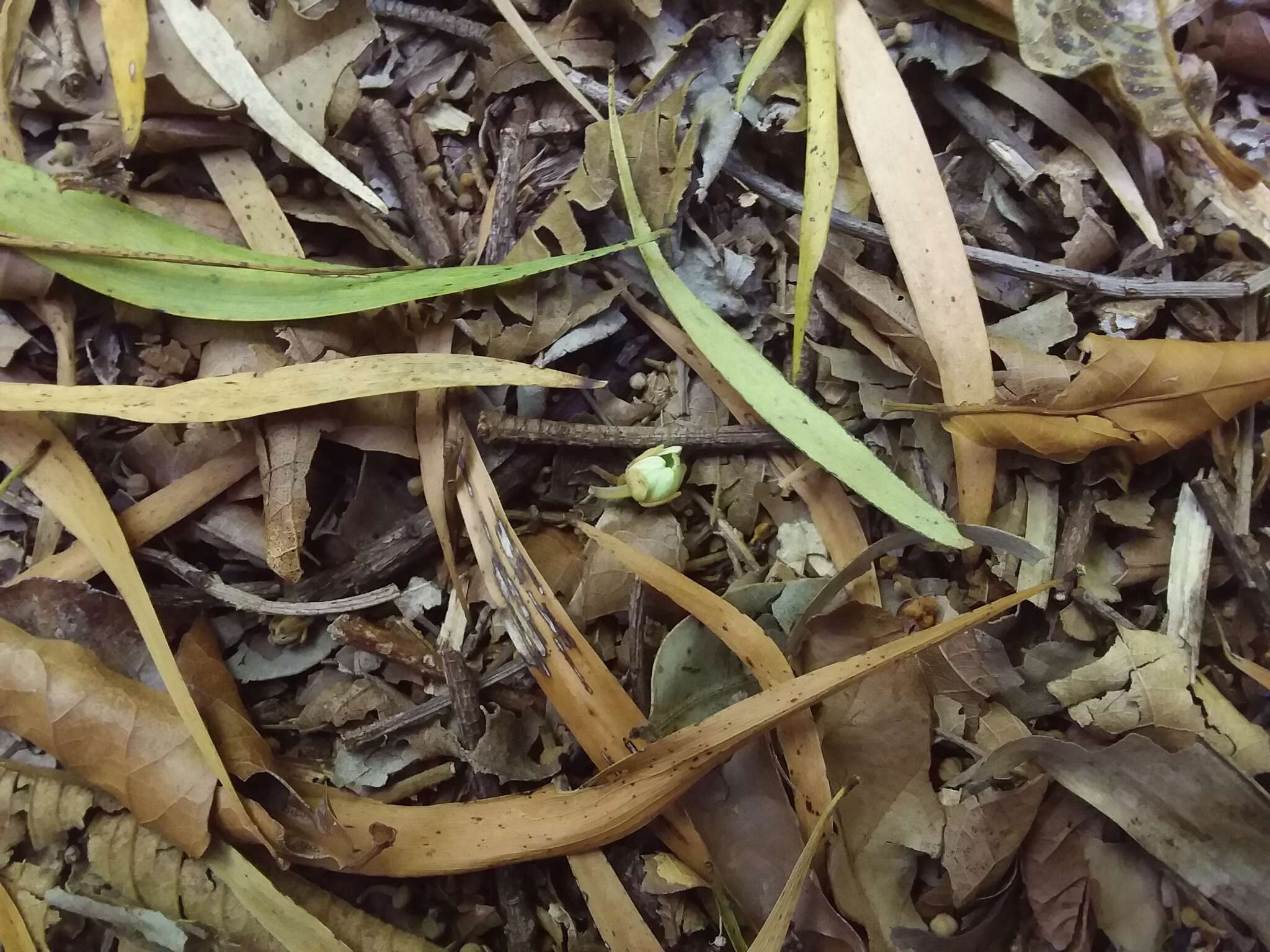 Image of Sloanea australis (Benth.) F. Müll.
