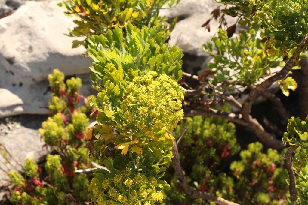 Image of Notobubon galbanum (L.) Magee