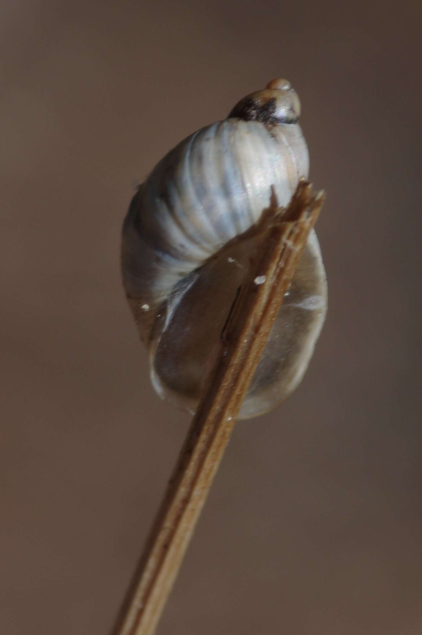 Image of Succinea campestris Say 1817