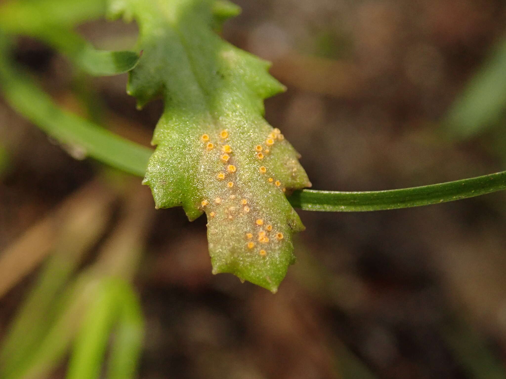 Image of Puccinia lagenophorae Cooke 1884