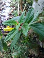 Image of Columnea sulfurea Donn. Sm.