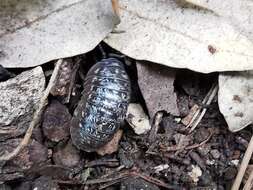 Image of Armadillidium simoni Dollfus 1887