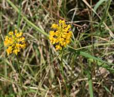 Platanthera integra (Nutt.) A. Gray ex L. C. Beck的圖片