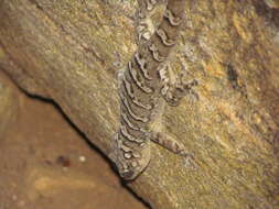 Image of Peraiba Gecko