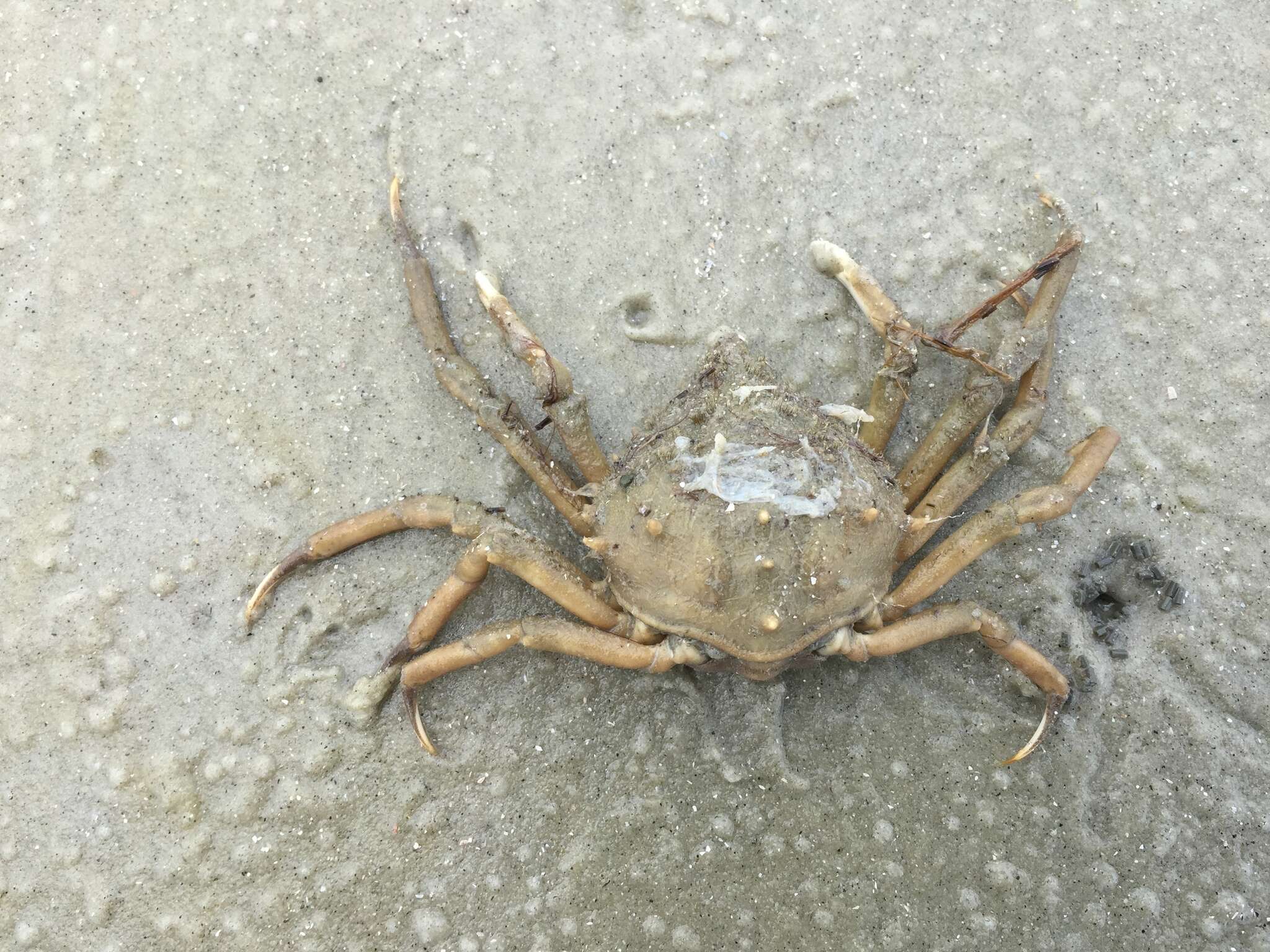 Image of doubtful spider crab