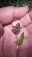 Image of Hensel’s Swamp Frog