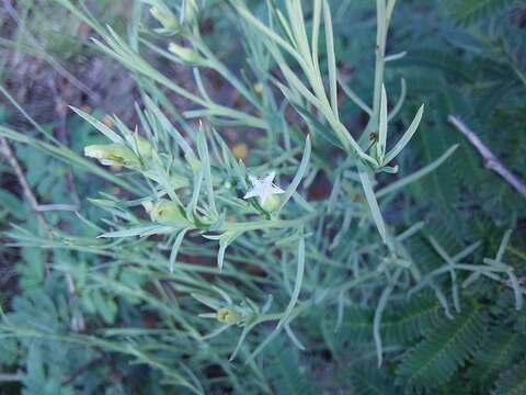 Image of Thesium celatum N. E. Br.