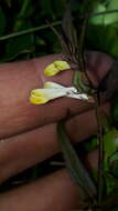 Image of Melampyrum pratense subsp. commutatum (Tausch ex A. Kern.) C. E. Britton