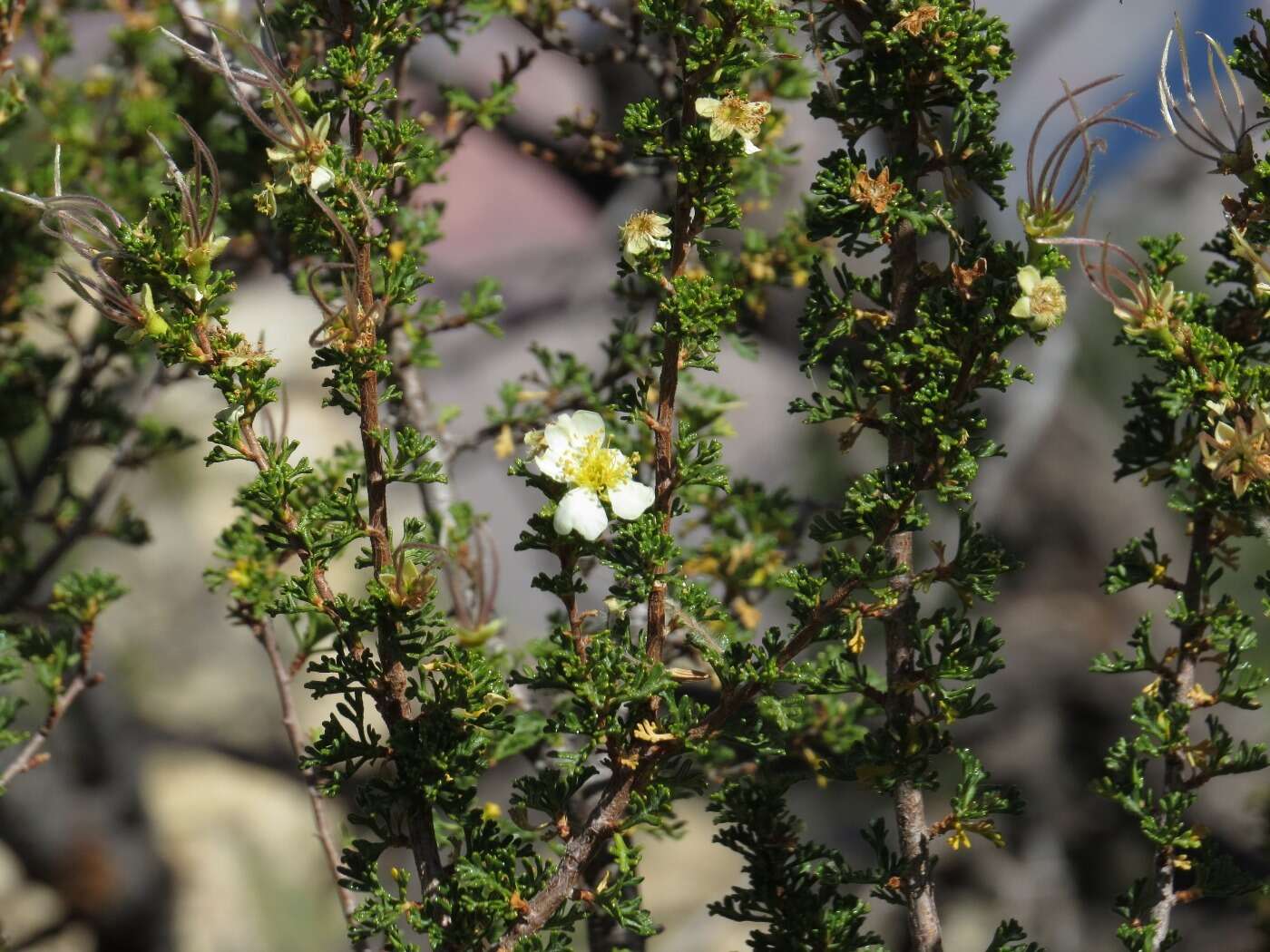 Слика од Purshia stansburiana (Torr.) J. Henrickson