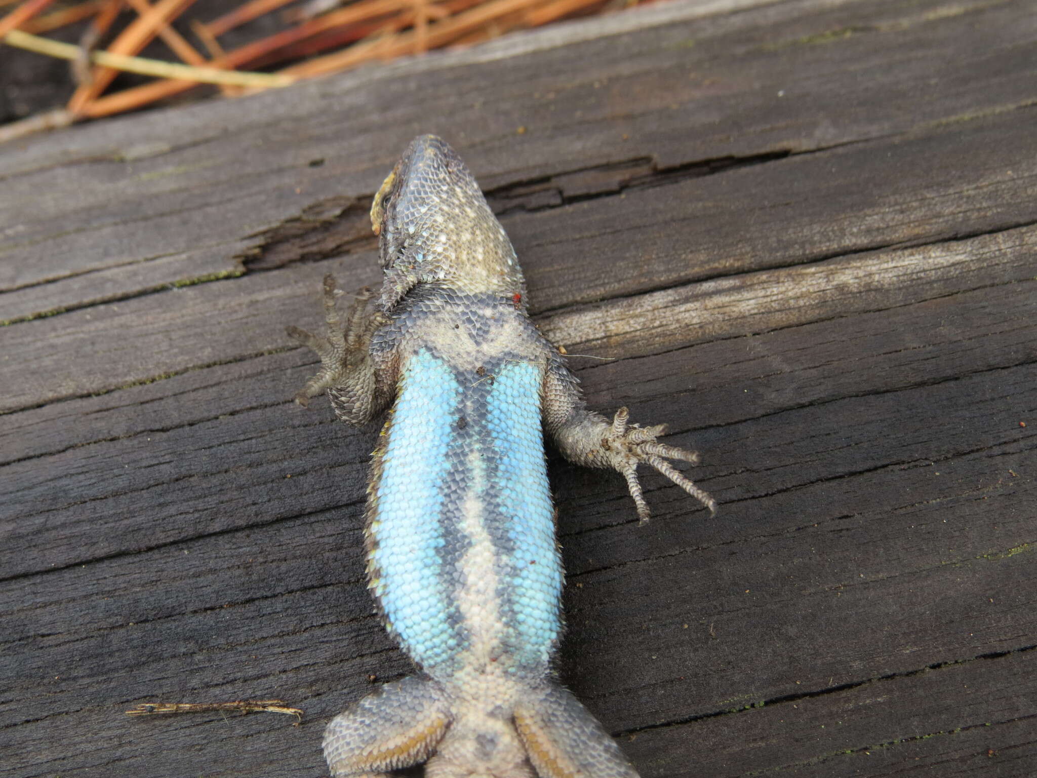 Image of Anahuacan Bunchgrass Lizard