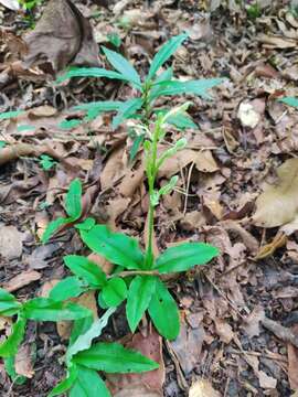 Image of Hammock False Rein Orchid