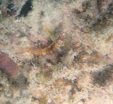 Image of Goldline Blenny