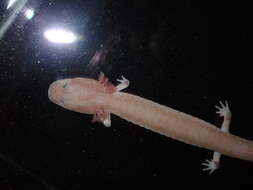 Image of Tennessee Cave Salamander