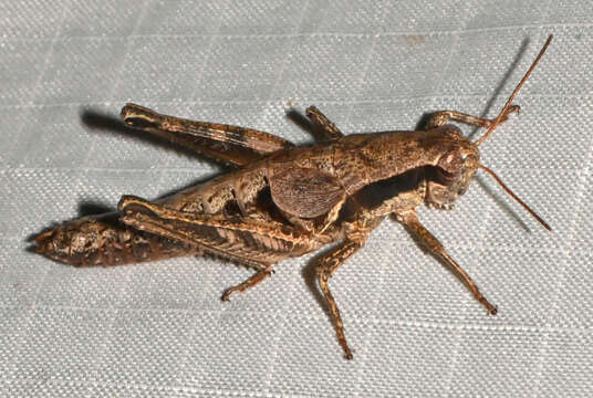 Слика од Melanoplus tribulus Morse 1904