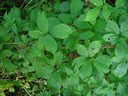 Image of Rubus hylocharis W. C. R. Watson