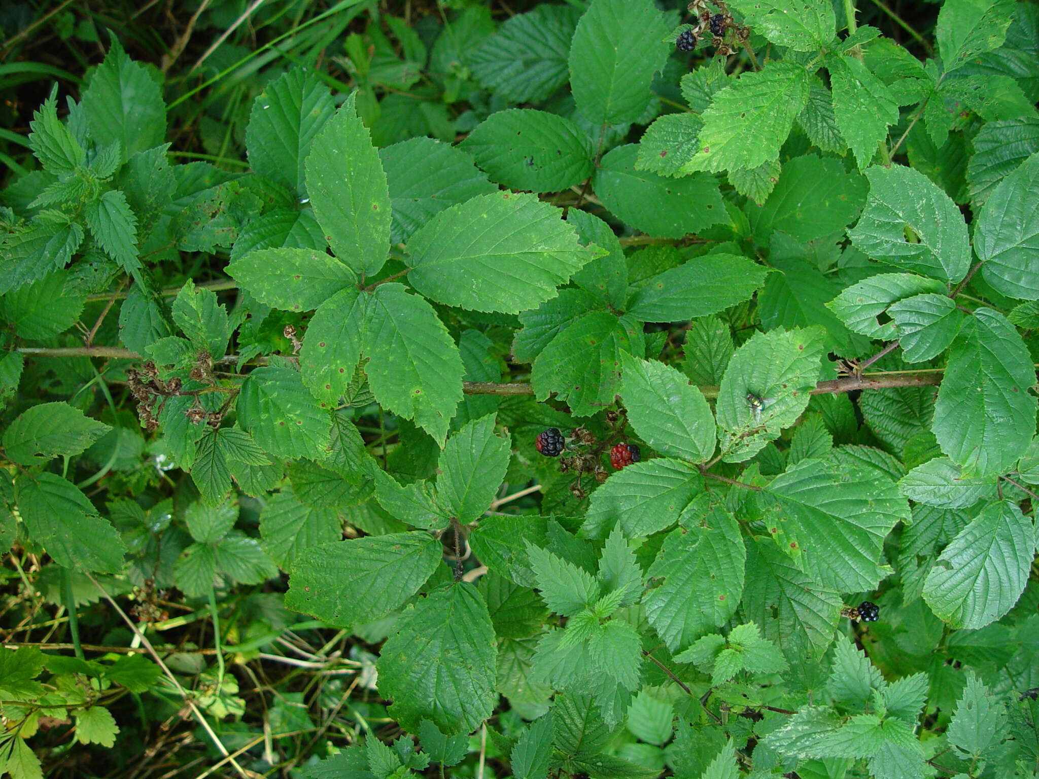 Image of Rubus hylocharis W. C. R. Watson