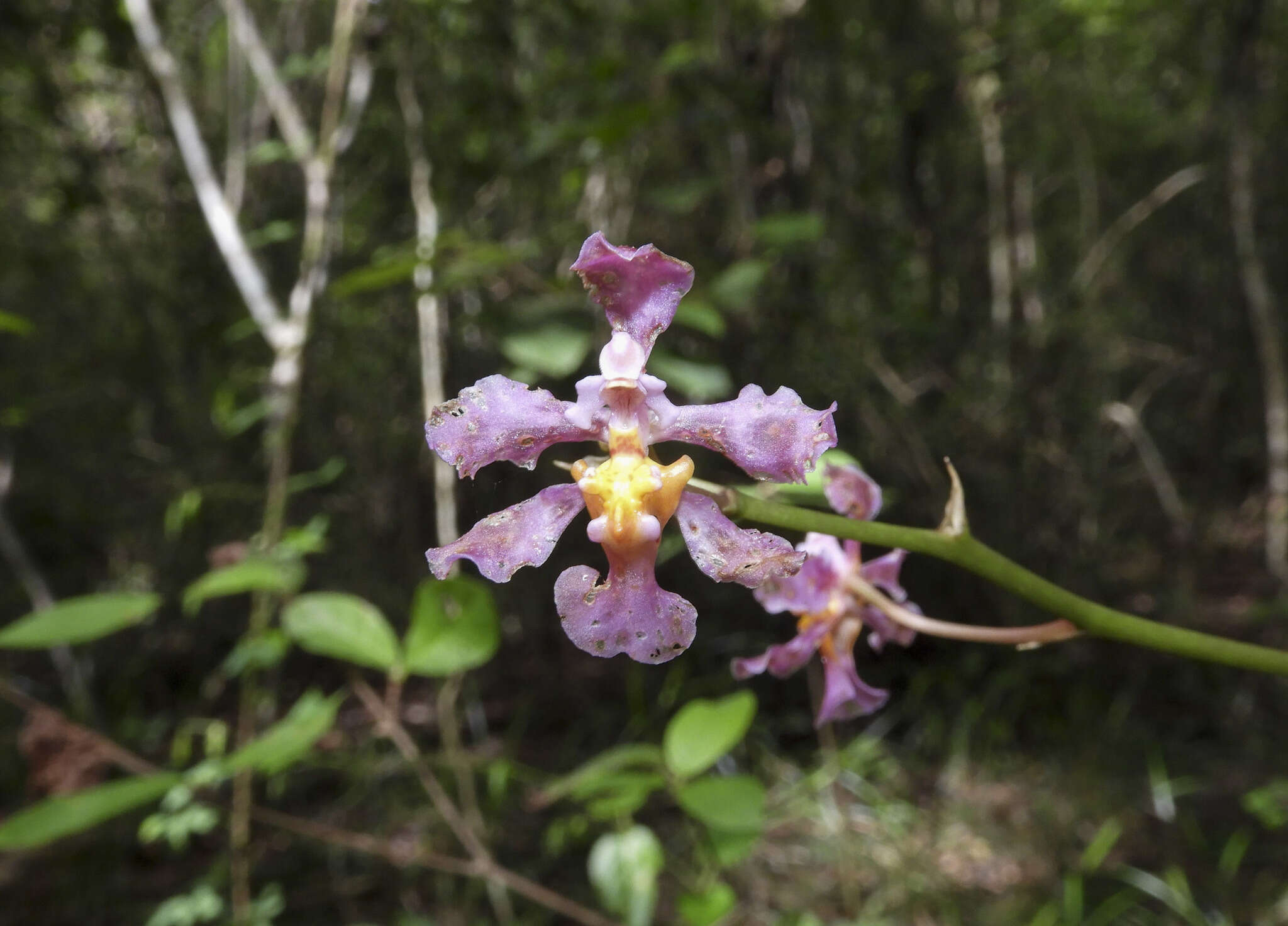 Plancia ëd Trichocentrum andrewsiae (R. Jiménez & Carnevali) R. Jiménez & Carnevali