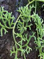 Image of Lycopodium japonicum Thunb. ex Murray