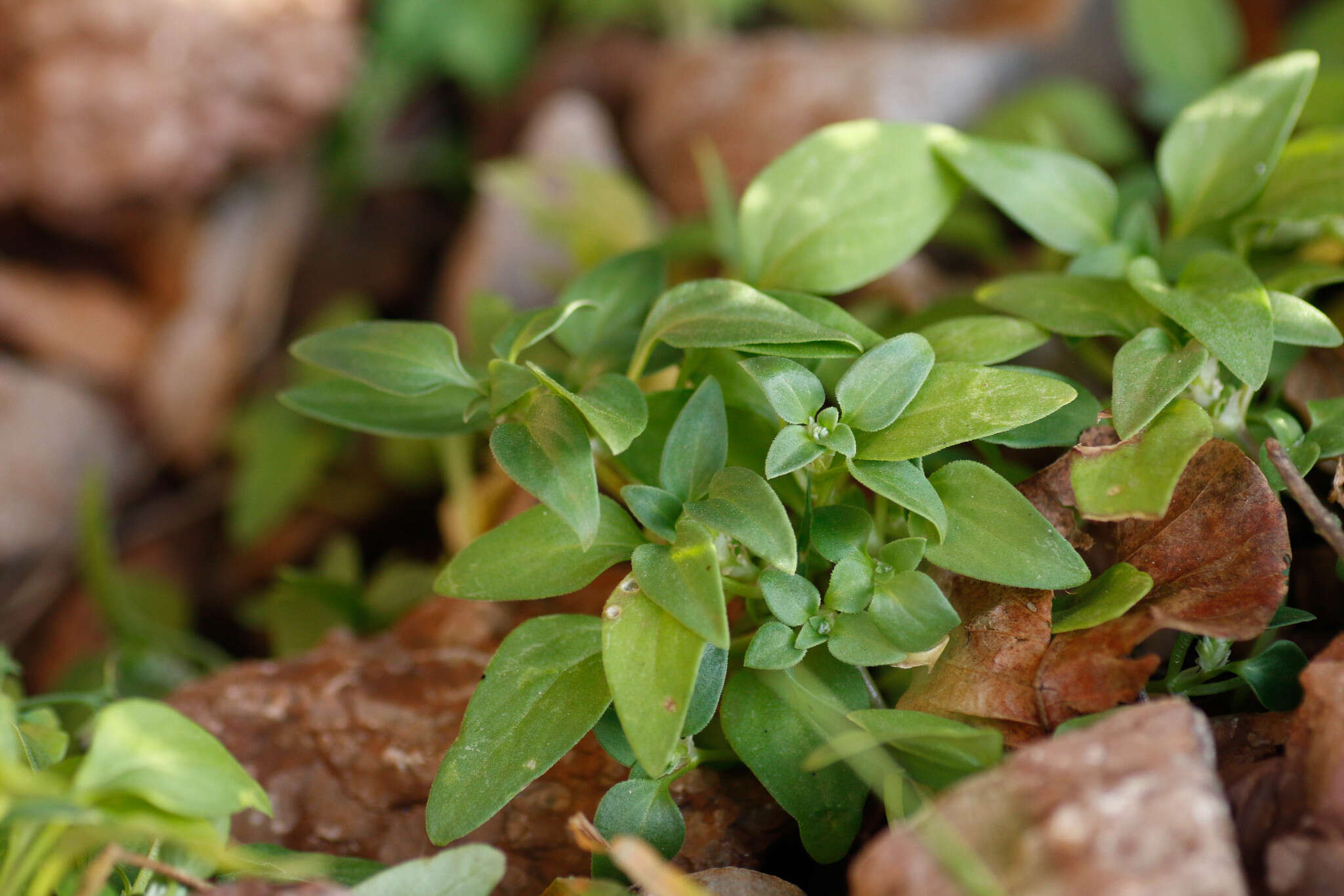 Image of Theligonum cynocrambe L.