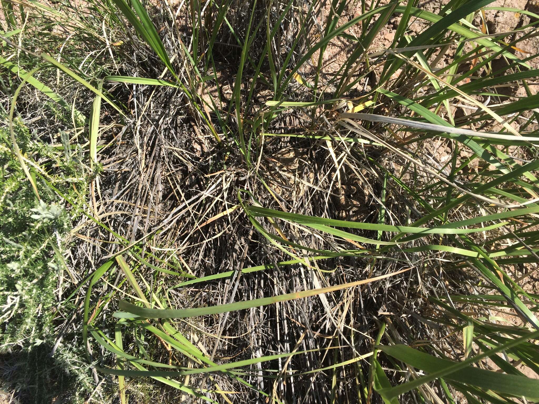 Image of Northern Pacific Rattlesnake