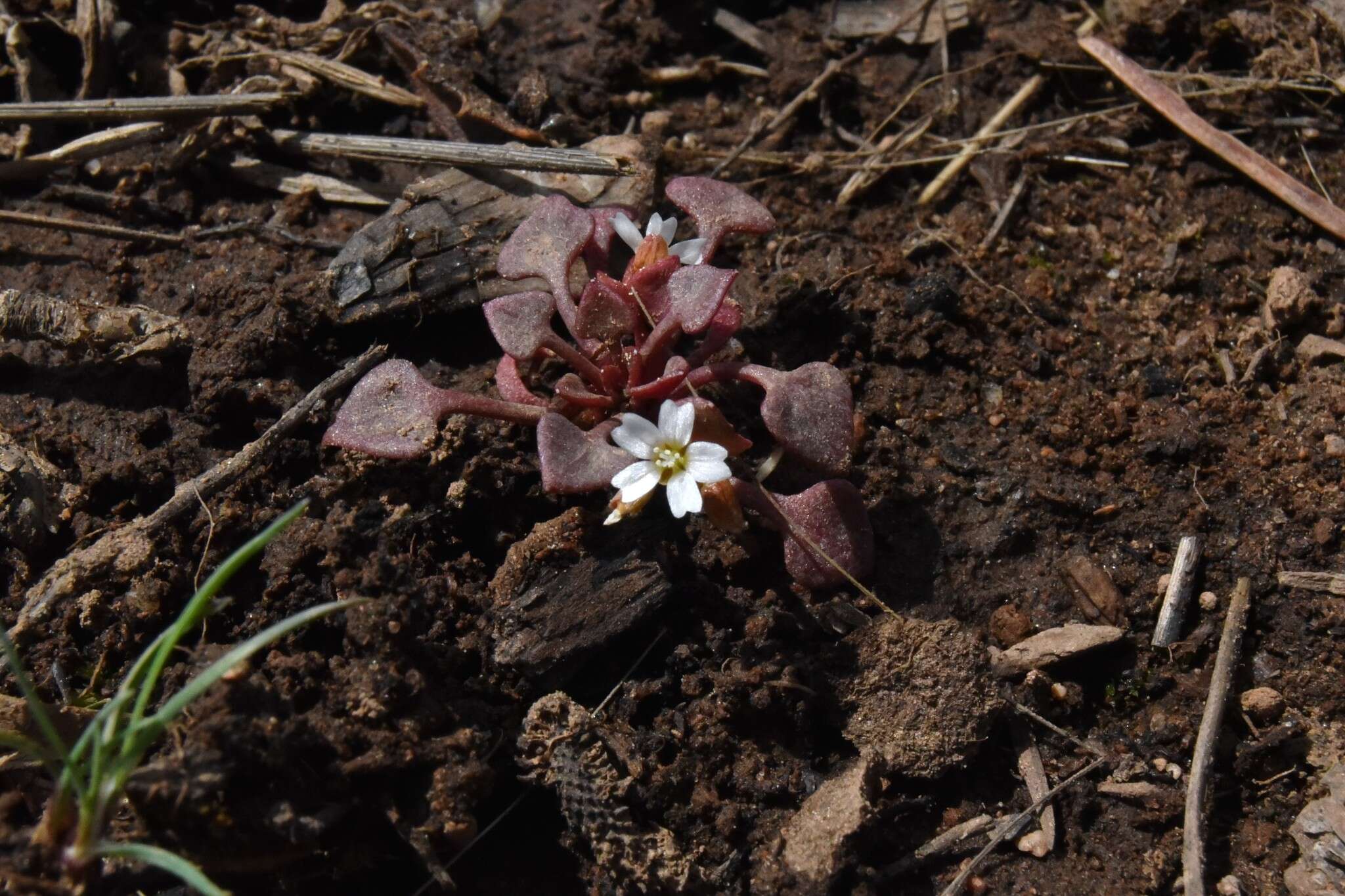 Слика од Claytonia rubra subsp. rubra