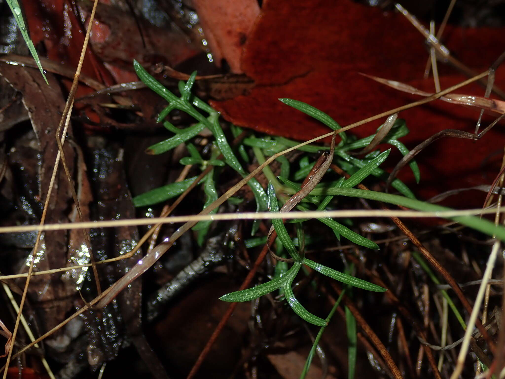 صورة Glossocardia bidens (Retz.) Veldk.