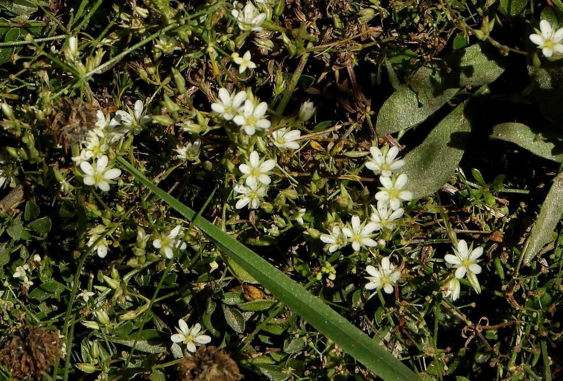 Image of Minuartia recurva (All.) Schinz & Thell.