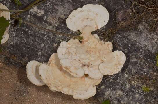 Image of Trametes elegans (Spreng.) Fr. 1838