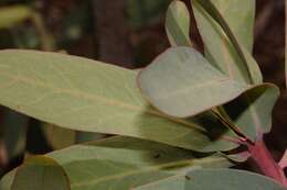 Plancia ëd Protea caffra subsp. gazensis (Beard) Chisumpa & Brummitt