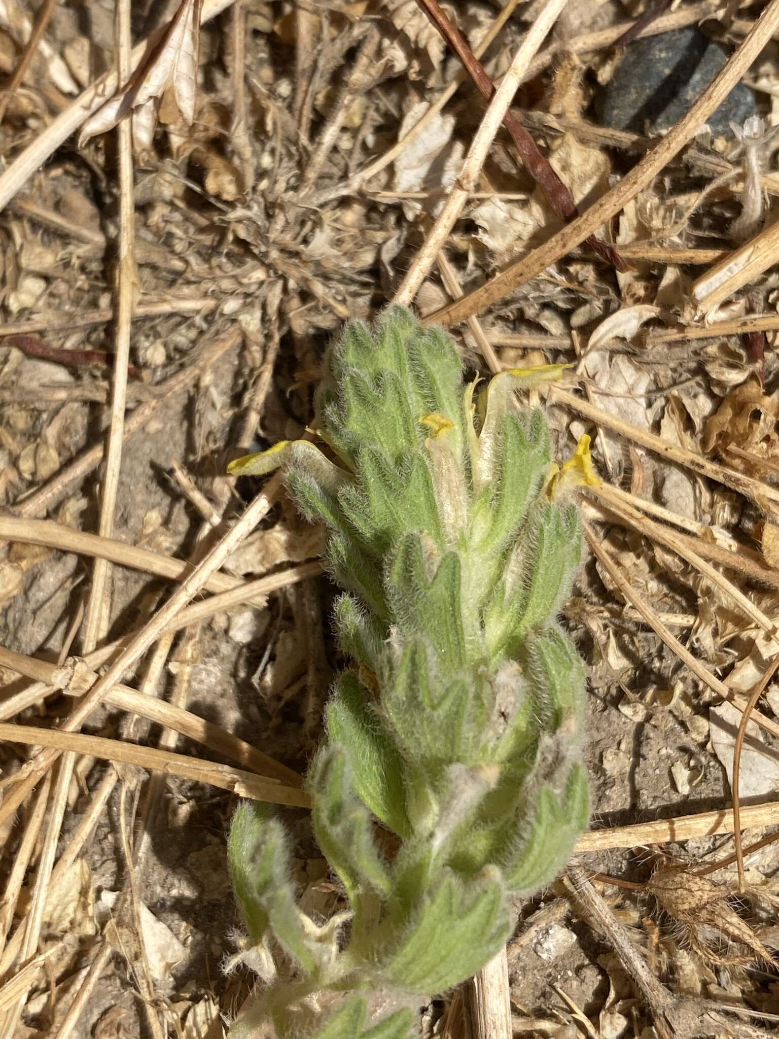 Image of Ajuga bombycina Boiss.