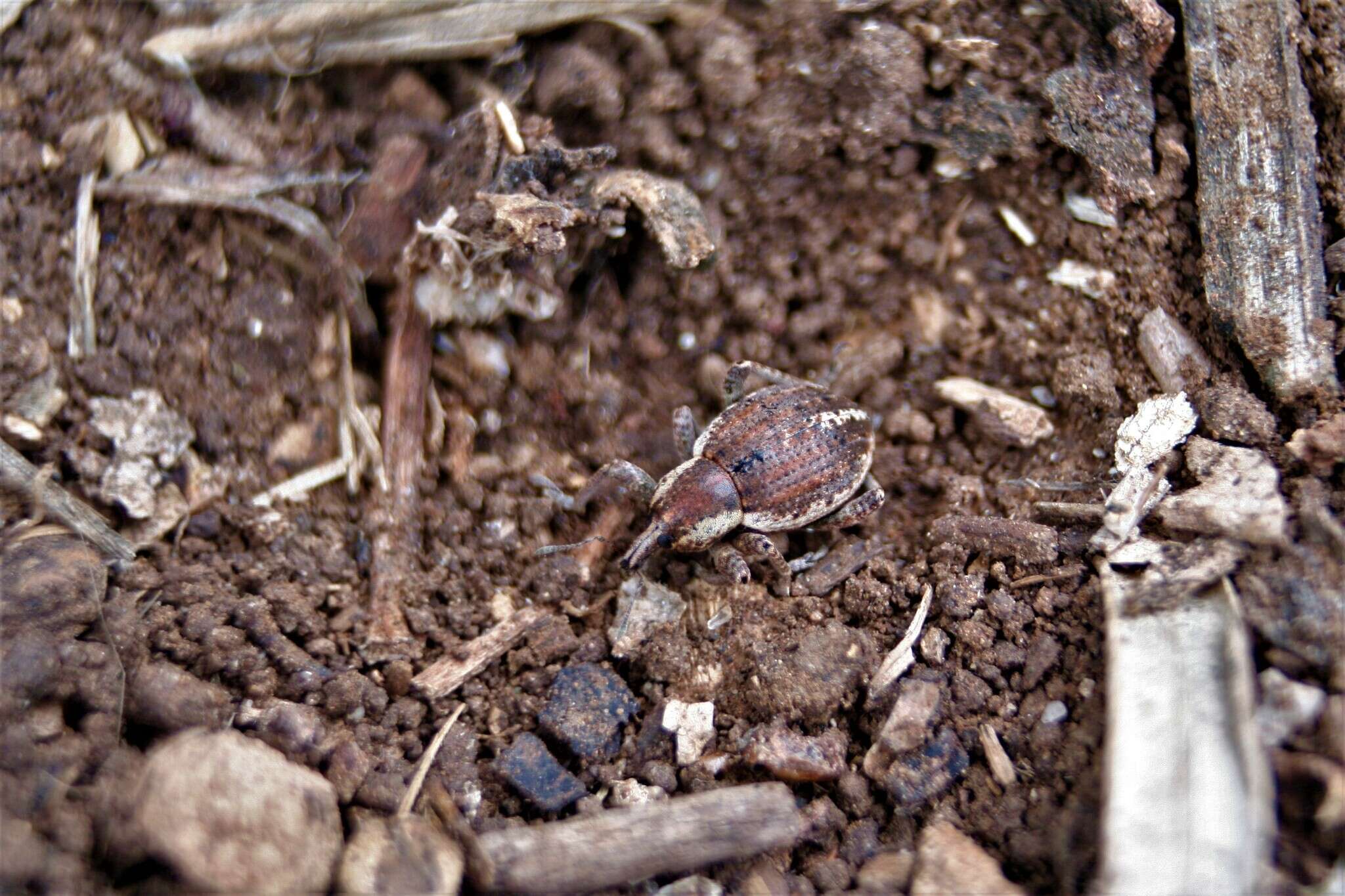 Image of <i>Donus philanthus</i>