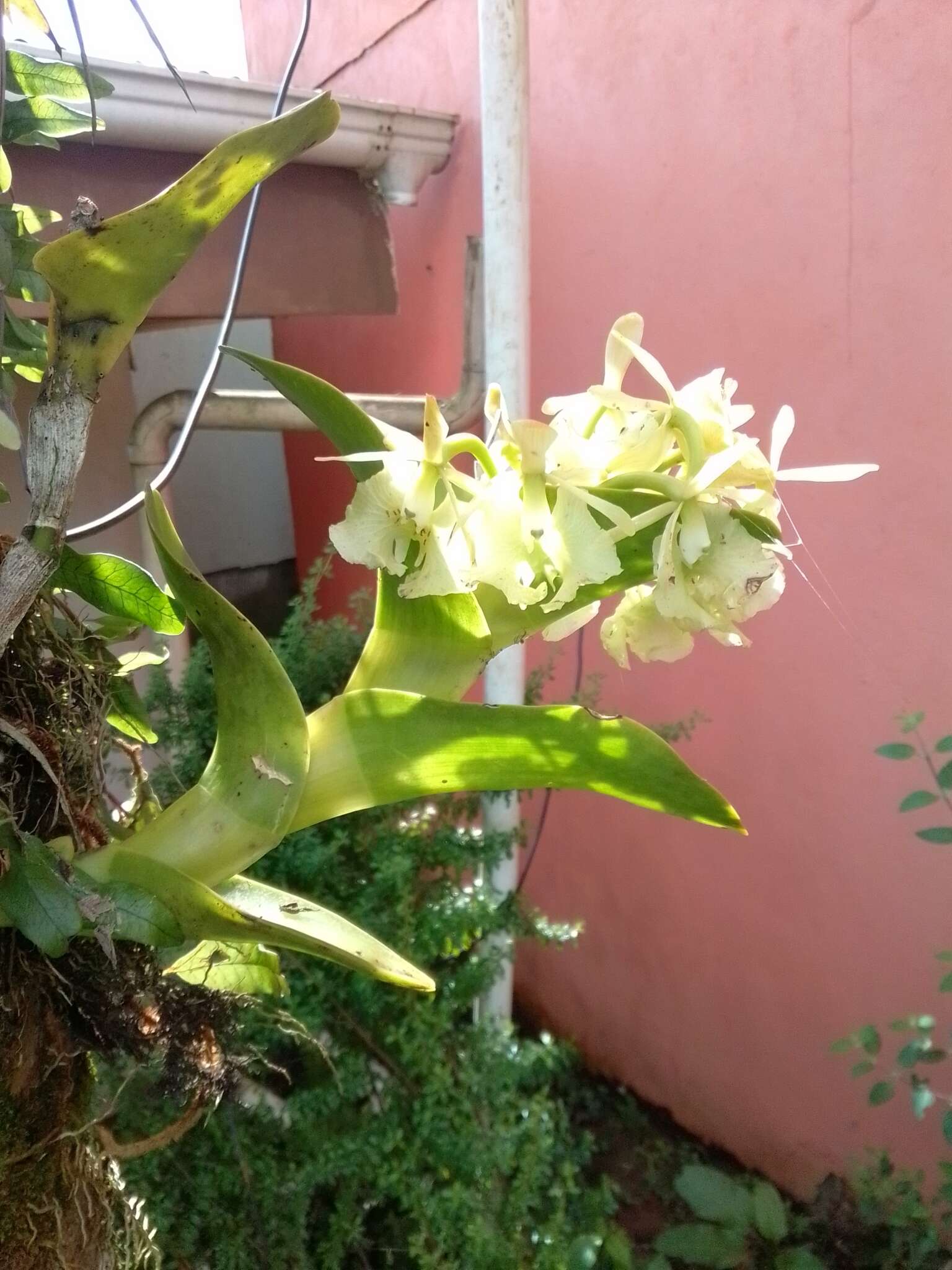 Image of Epidendrum barbeyanum Kraenzl.