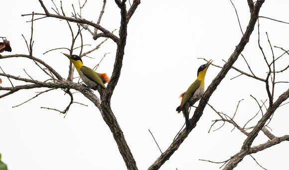 Image of Black-headed Woodpecker