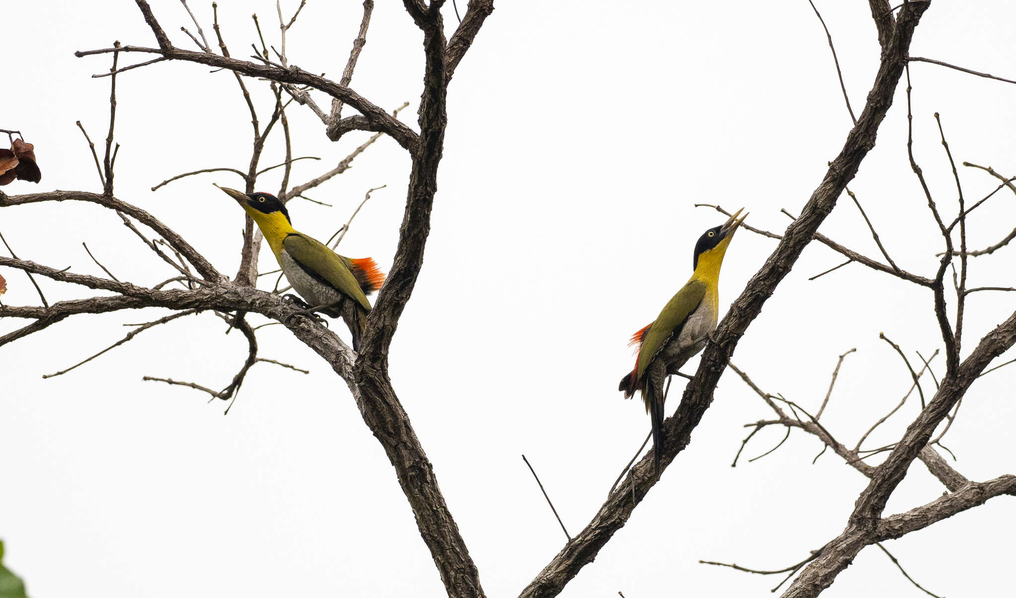 Image of Black-headed Woodpecker