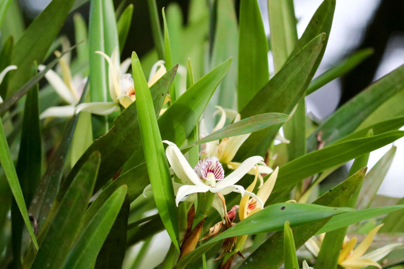 Imagem de Prosthechea baculus (Rchb. fil.) W. E. Higgins