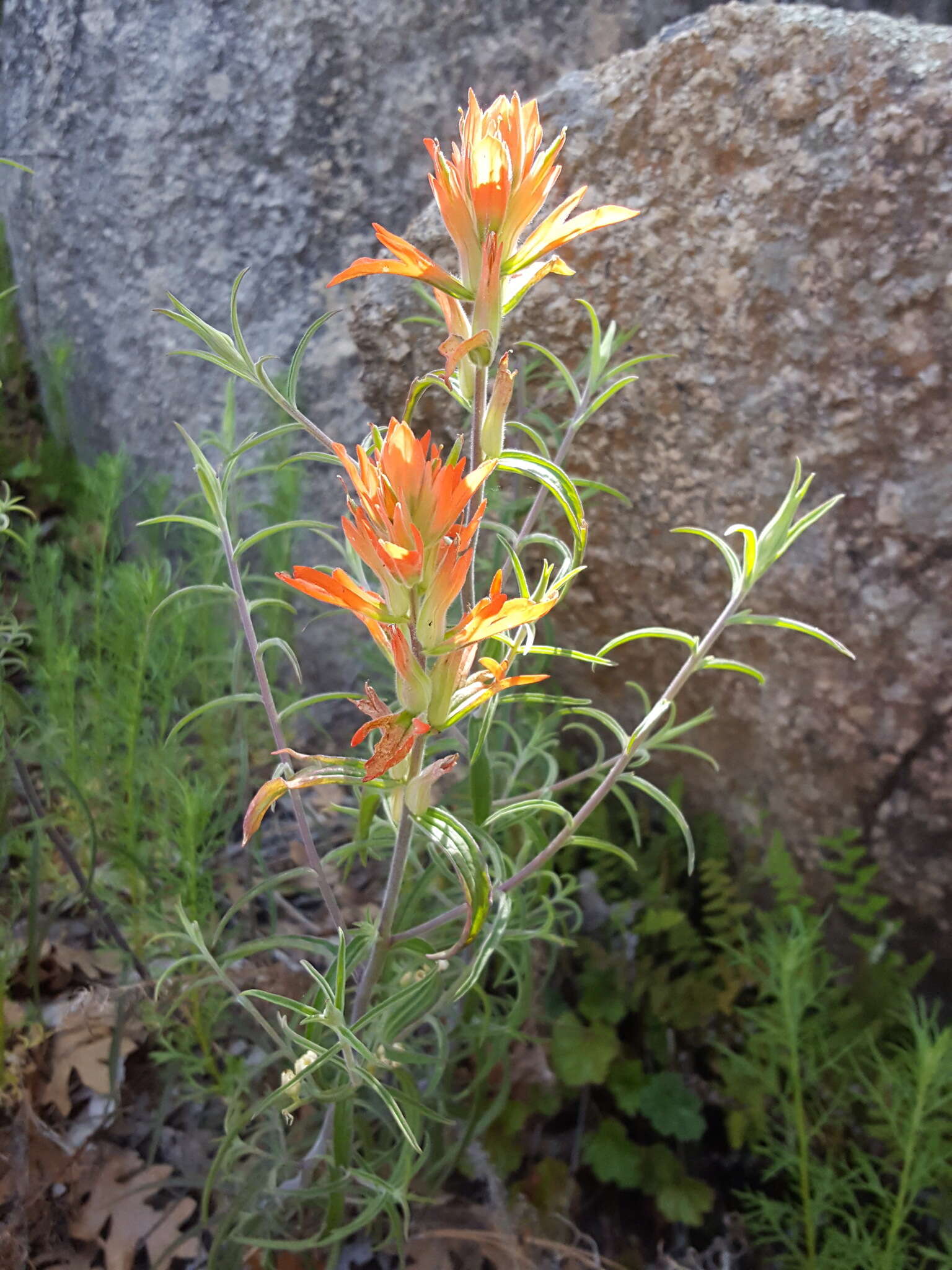 Image of Organ Mountain Indian paintbrush