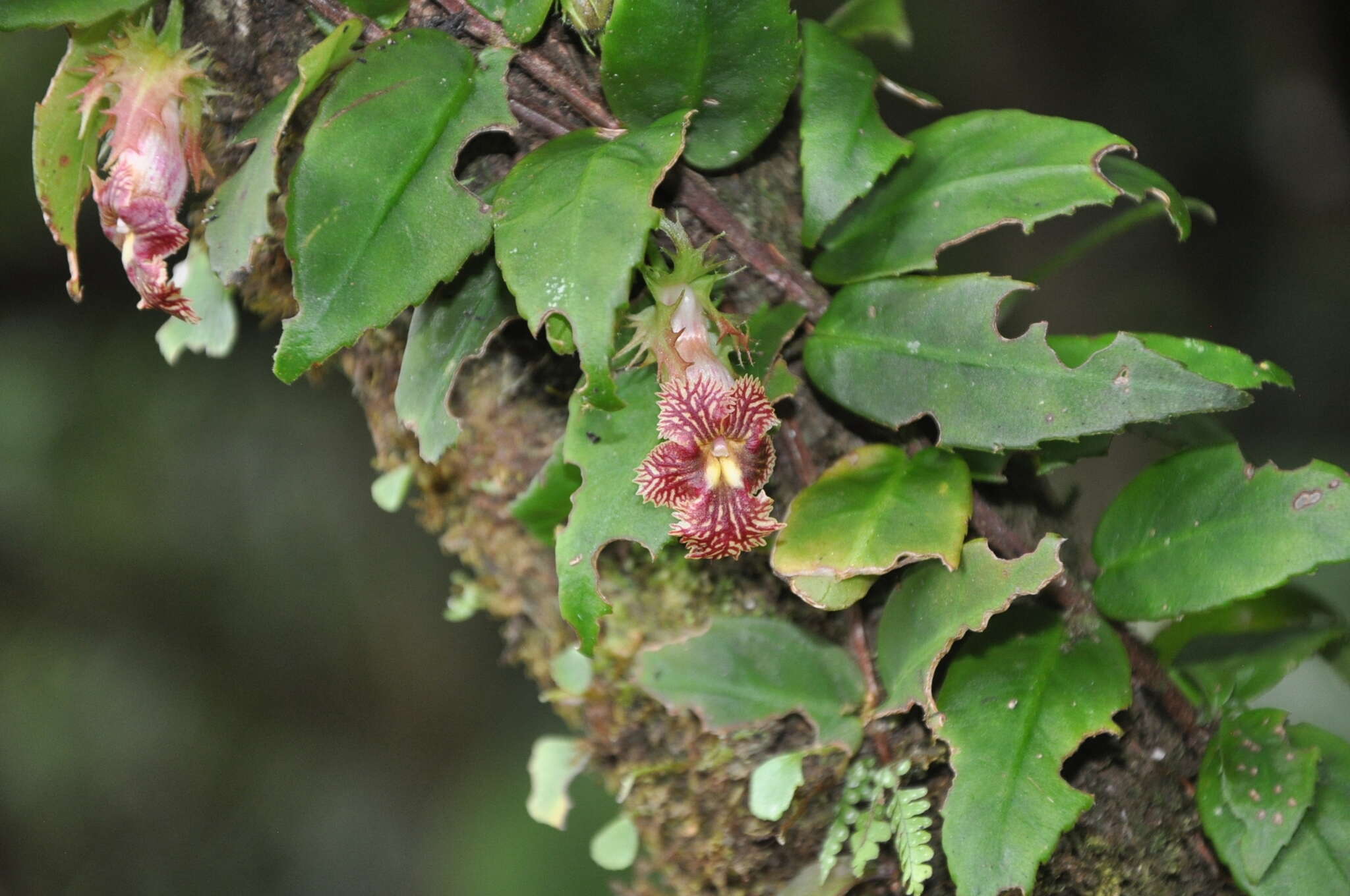 Drymonia multiflora (Oerst. ex Hanst.) Wiehler的圖片