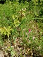 Image of Grass Vetchling