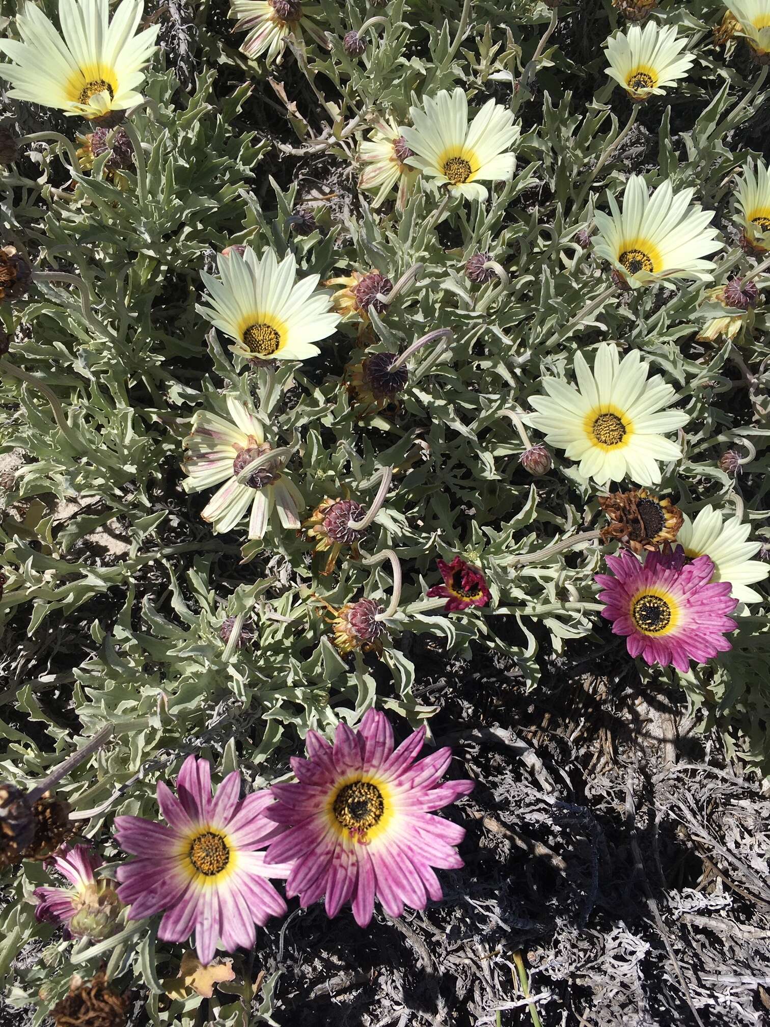 Image of African daisy