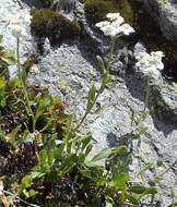 Слика од Achillea erba-rotta subsp. erba-rotta