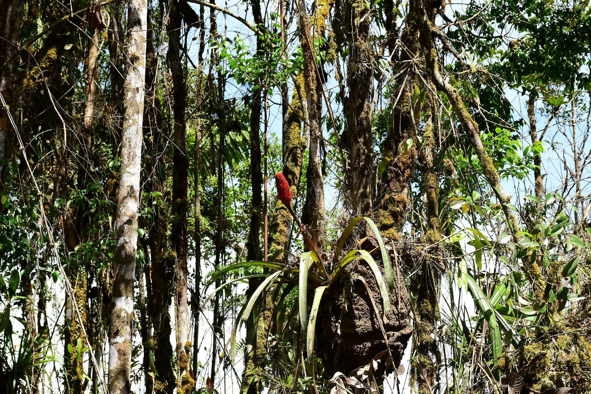 Image of Guzmania conifera (André) André ex Mez