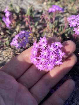 Image of pink sand verbena